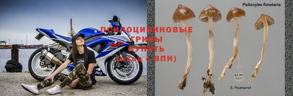 сатива Уссурийск